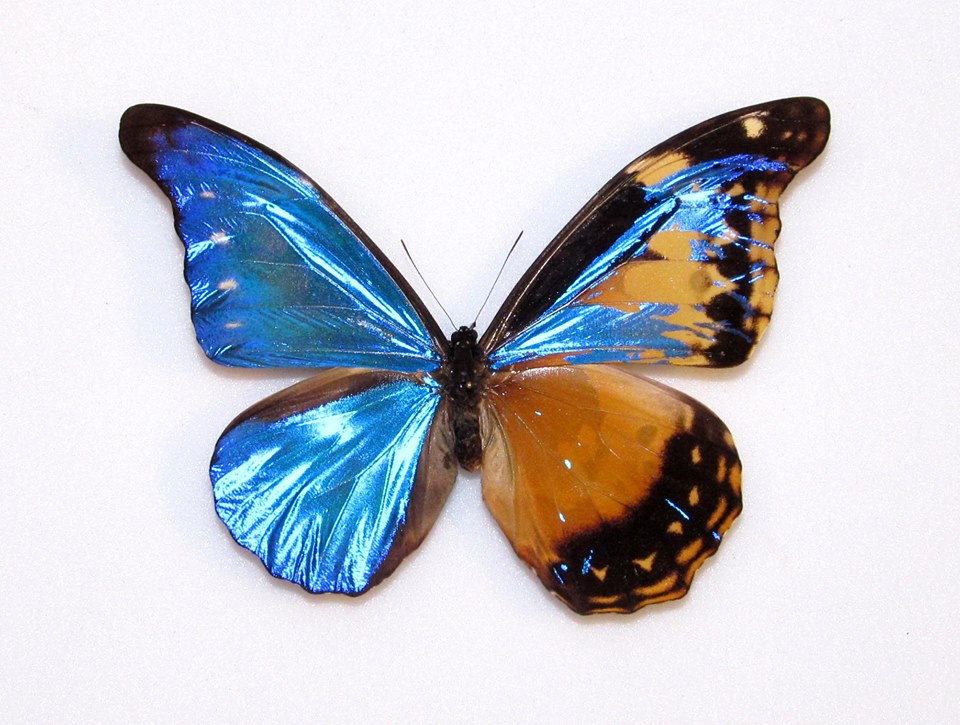 Morpho rhetenor cacica (mosaic gynandromorph) [Internet image property of respective owner, non commercial use only]